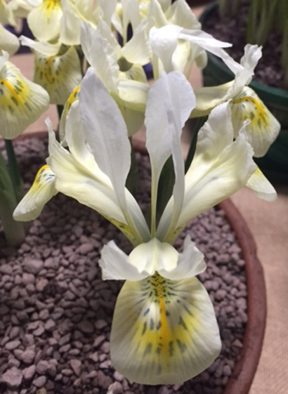Iris histrioides 'Katharines Gold' 